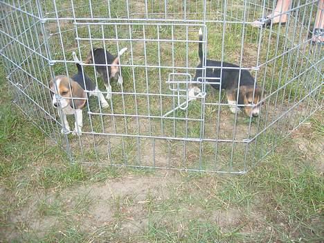 Beagle Oscar - De var de tre vi kunne vælge :) Oscar er ude til højre, næsten helt sort... billede 19