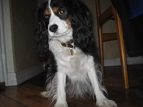 Blanding af racer Mathilde   billede 2