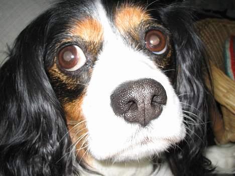 Blanding af racer Mathilde   billede 3