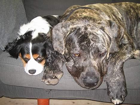 Blanding af racer Mathilde   billede 4