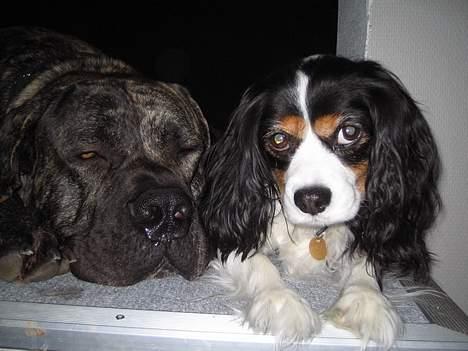 Blanding af racer Mathilde   billede 5