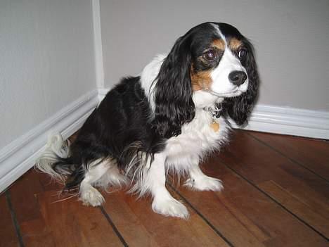 Blanding af racer Mathilde   billede 6