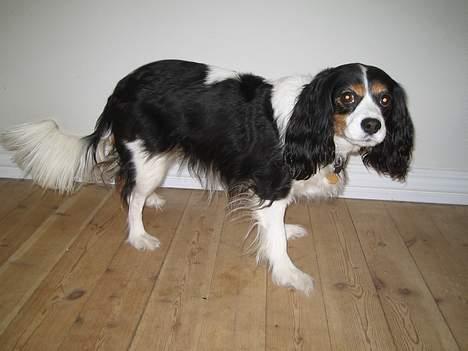 Blanding af racer Mathilde   billede 7