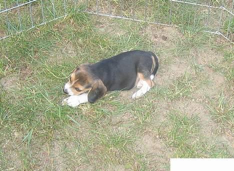 Beagle Oscar billede 20
