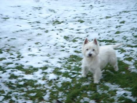 West highland white terrier Simba - mig ELSKER sne :) billede 16