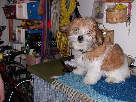 Coton de tulear Miki - Da han stadig havde hvalpepels :) billede 14