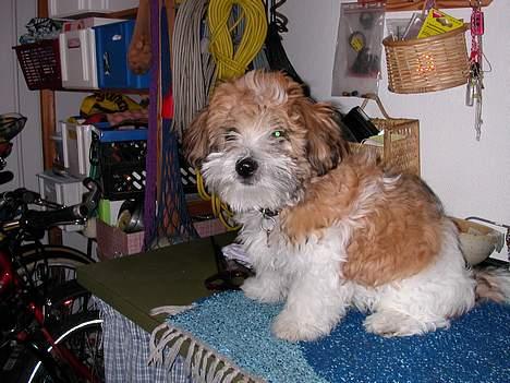 Coton de tulear Miki - Sød ser han da ud billede 15