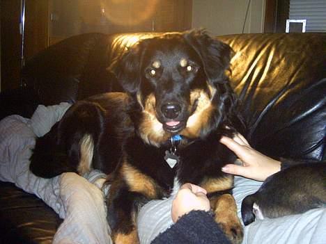 Blanding af racer Kaya - Her ligger Kaya oppe ved "mor" og putter... Dejligt :-) billede 10