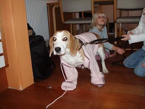 Beagle Sille - Åh nej, nu har lillesøster Amalie igen klædt mig ud!! billede 20