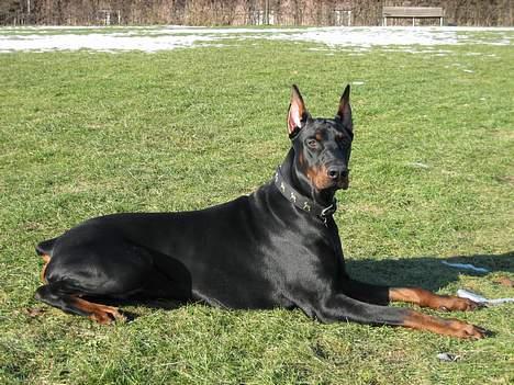 Dobermann Cobra billede 12