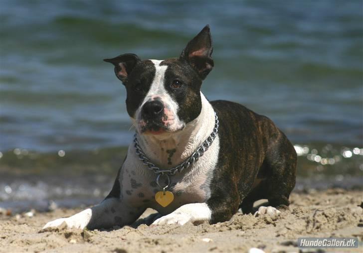 Amerikansk staffordshire terrier Northern Amstaffs Freya  billede 13