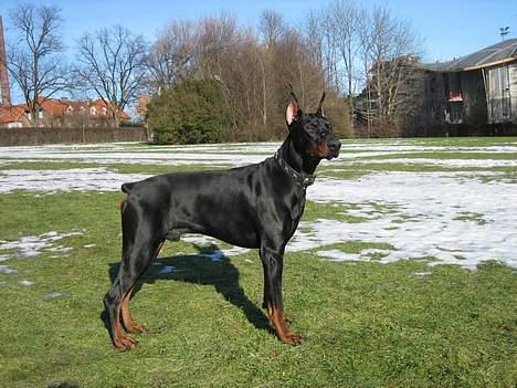Dobermann Cobra billede 13