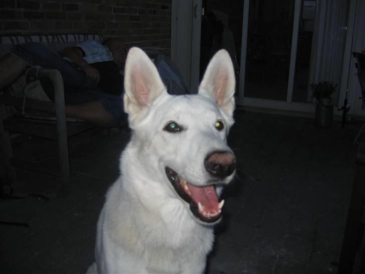 Hvid Schweizisk Hyrdehund Ursus - selv i mørke er jeg smuk...........:-) billede 19