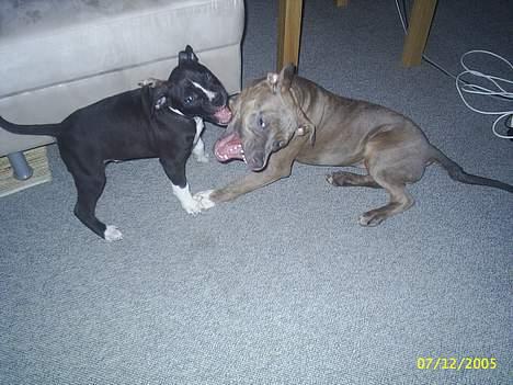 Amerikansk staffordshire terrier #Tira#R.I.P billede 4