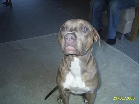 Amerikansk staffordshire terrier #Tira#R.I.P billede 5