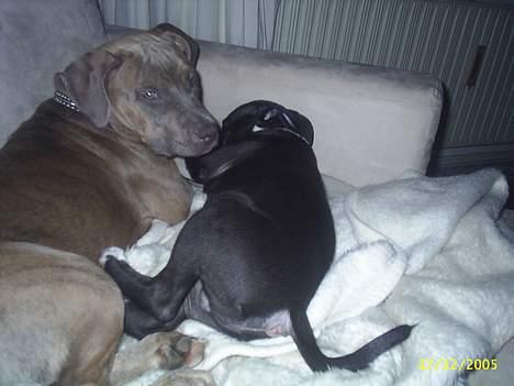 Amerikansk staffordshire terrier #Tira#R.I.P billede 6