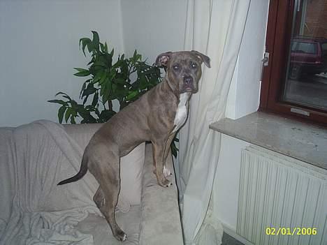 Amerikansk staffordshire terrier #Tira#R.I.P billede 7