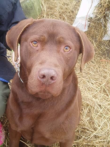 Labrador retriever Sepp - Hej alle sammen og velkommen til min profil =) Mig . er jeg ikke bare smuk ? <3 billede 1