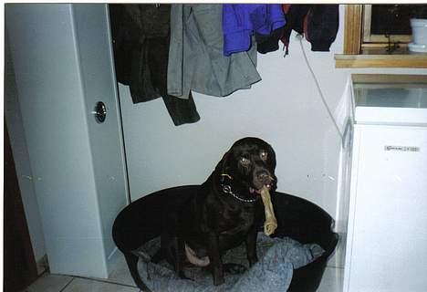 Labrador retriever Sepp - Se jeg har kødben =)  billede 2
