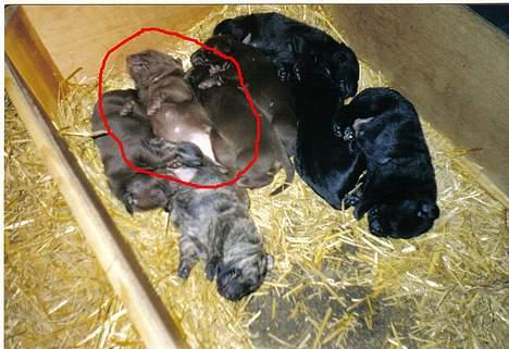 Labrador retriever Sepp - Zzzzz.. Siger sepp billede 3