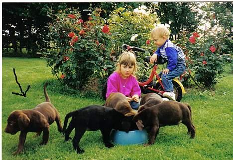 Labrador retriever Sepp - Første gang i haven . =) Sepp er på opdagelse  billede 4
