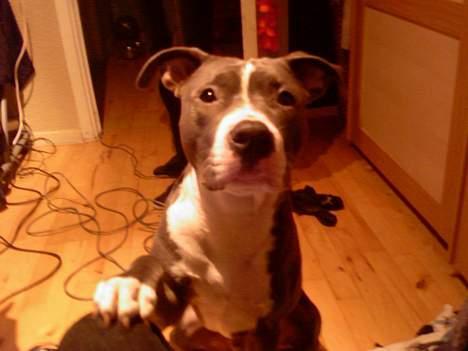 Amerikansk staffordshire terrier Tyson R.I.P - Giv pote tyson.. billede 10