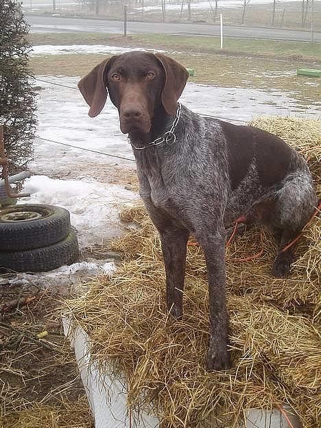 Korthåret hønsehund Marster  - Hej og velkommen til min Profil . Marster der sidder oppe på en hø balle :D billede 1