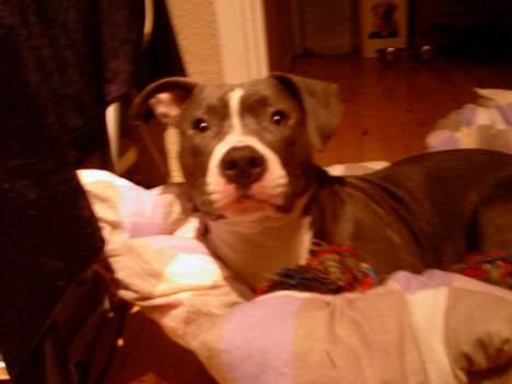 Amerikansk staffordshire terrier Tyson R.I.P billede 11