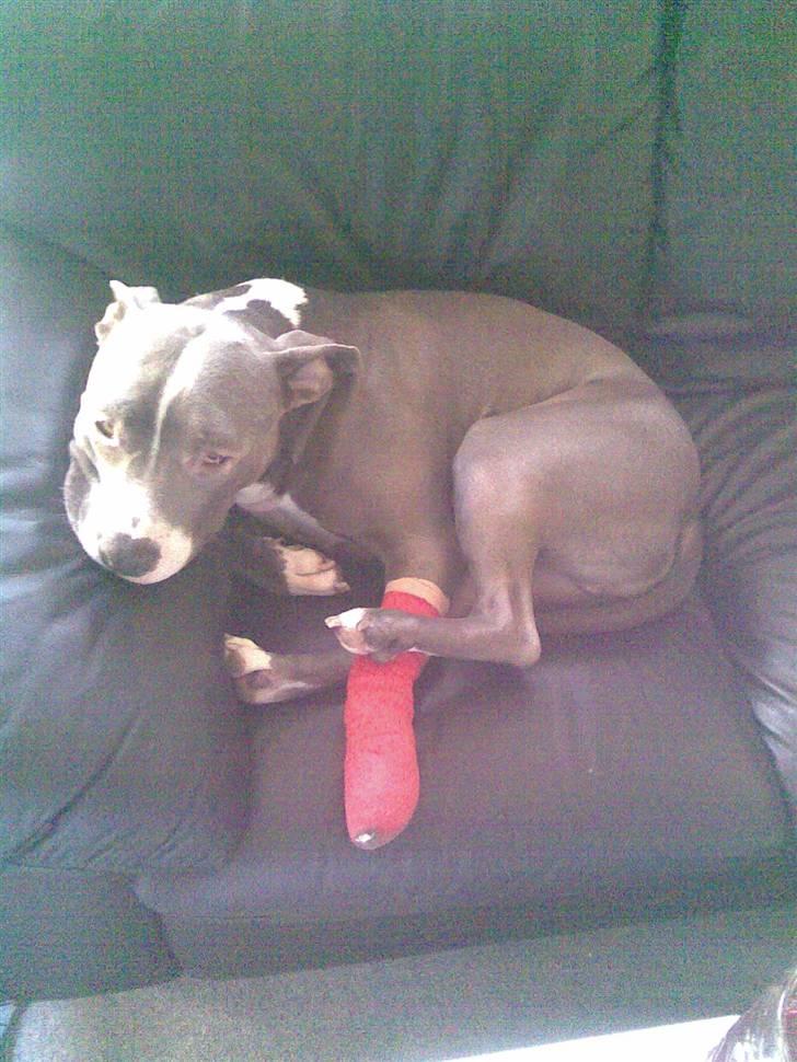 Amerikansk staffordshire terrier Tyson R.I.P - Fået fjernet en negl.  :( billede 12