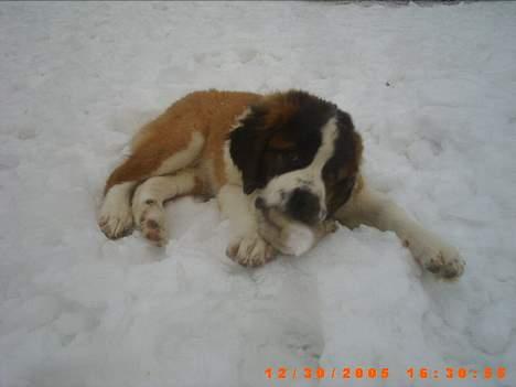 Sankt bernhardshund ~Aslan~ billede 7