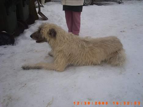 Irsk ulvehund ~Fanta~ billede 17