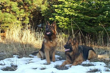 Schæferhund vicktor - vicktor sammen med lupo.. billede 6