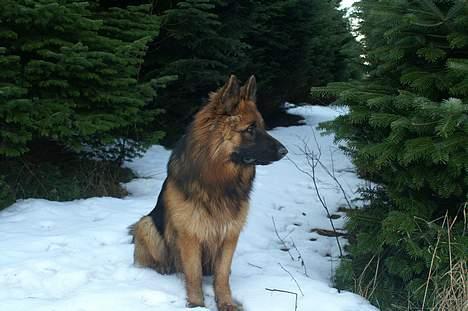 Schæferhund vicktor billede 7