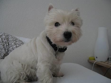 West highland white terrier Tony billede 1