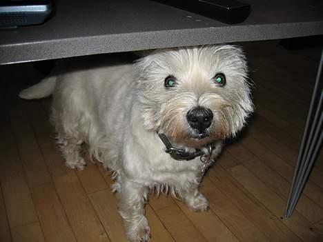 West highland white terrier Tony billede 3