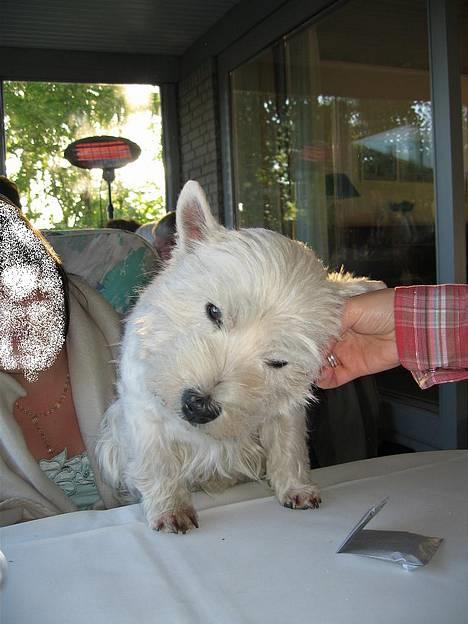 West highland white terrier Tony billede 5