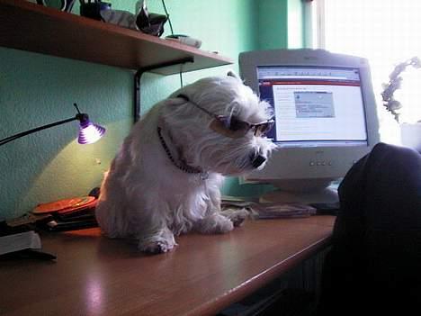 West highland white terrier Tony billede 6