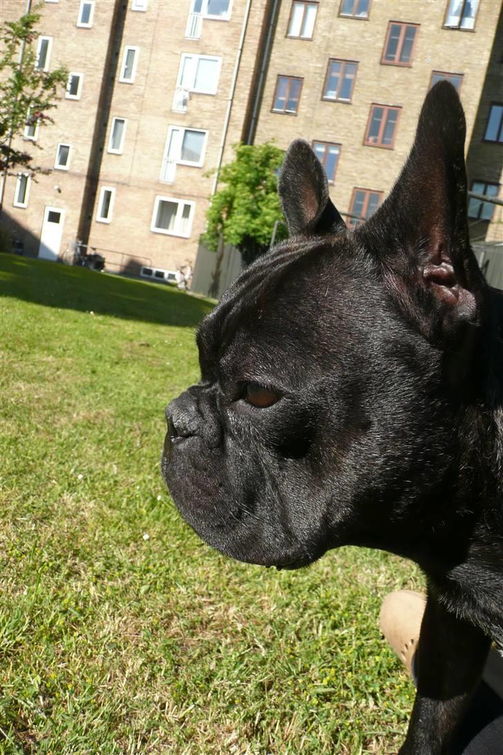 Fransk bulldog Bertram 2 billede 4