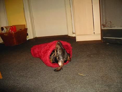 Gravhund member - denne er sjov at lege i billede 9