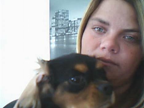 Cavalier king charles spaniel zimba - jeg er mors lille charmetrold...  billede 1