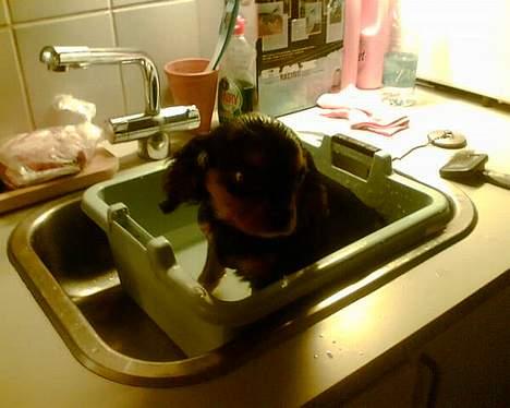 Cavalier king charles spaniel zimba - mit første bad  billede 2