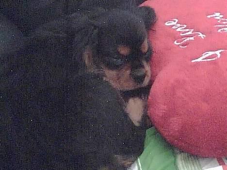 Cavalier king charles spaniel zimba - tager lige en lille lur man blir jo træt efter alle de nye oplevelser her i verden billede 3