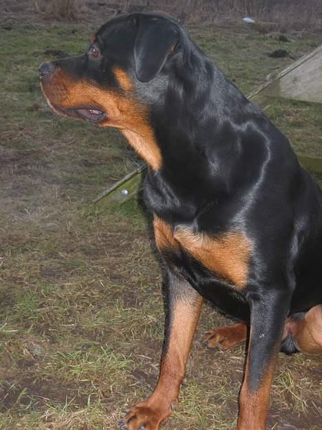 Rottweiler Bozzy - 11 måneder gammel billede 11
