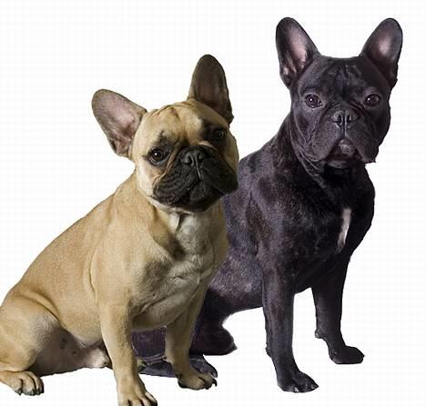 Fransk bulldog Bertram 2 billede 5