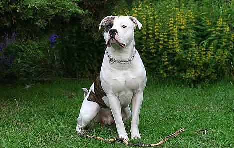 Amerikansk bulldog Erikssons Cassius Clay,  - .. billede 1