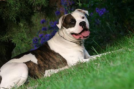 Amerikansk bulldog Erikssons Cassius Clay,  - nyt juni 2006.  billede 2
