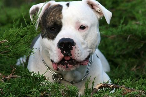 Amerikansk bulldog Erikssons Cassius Clay,  - nyt juni 2006 kigger lidt på den søde fotograf, ligger i vores træ billede 3