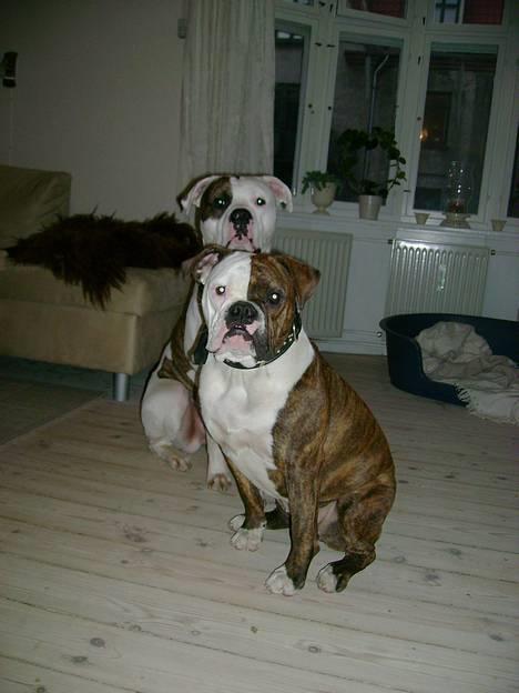 Amerikansk bulldog Erikssons Cassius Clay,  - tyson og missy, missy er snart ligeså stor sam tyson.. hihi billede 4