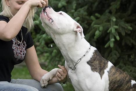 Amerikansk bulldog Erikssons Cassius Clay,  - nyt june 2006. mig og tyson i haven billede 5