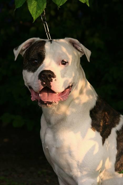 Amerikansk bulldog Erikssons Cassius Clay,  - nyt juni 2006. tyson sidder inde i en busk billede 6